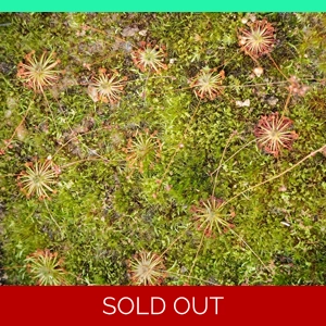 Drosera australis WARRIUP, 10+ gemmae